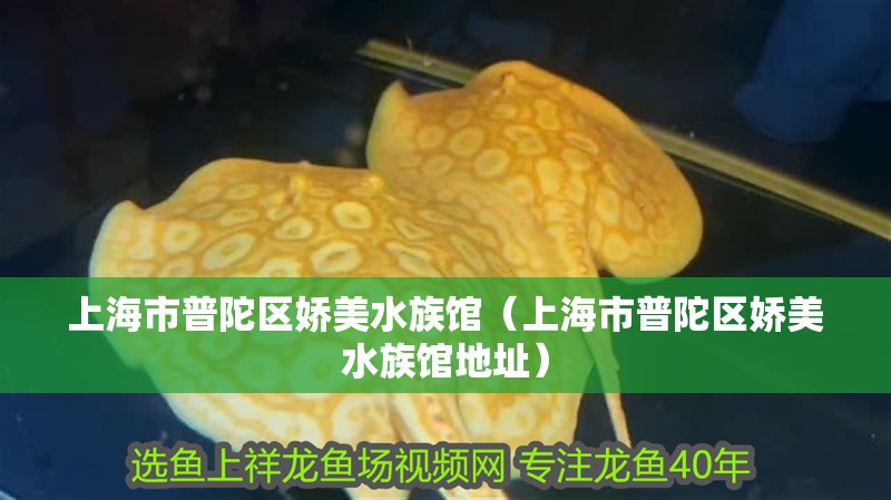 上海市普陀區(qū)嬌美水族館（上海市普陀區(qū)嬌美水族館地址）
