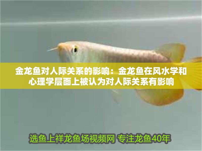 金龍魚對人際關系的影響:金龍魚在風水學和心理學層面上被認為對人際關系有影響 金龍魚百科 第1張 金龍魚對人際關系的影響:金龍魚在風水學和心理學層面上被認為對人際關系有影響 金龍魚對人際關系的影響:金龍魚在風水學和心理學層面上被認為對人際關系有影響 金龍魚百科 第1張