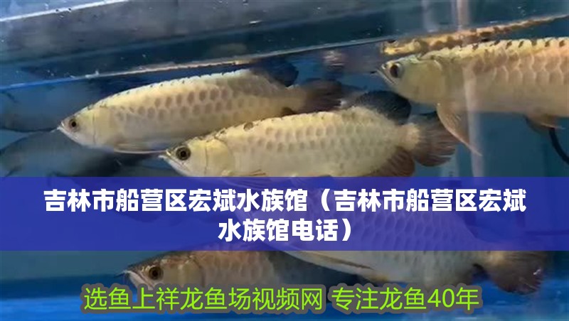 吉林市船營區宏斌水族館（吉林市船營區宏斌水族館電話） 吉林市船營區宏斌水族館（吉林市船營區宏斌水族館電話） 全國水族館企業名錄 第1張