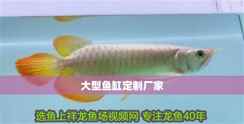 大型魚缸定制廠家
