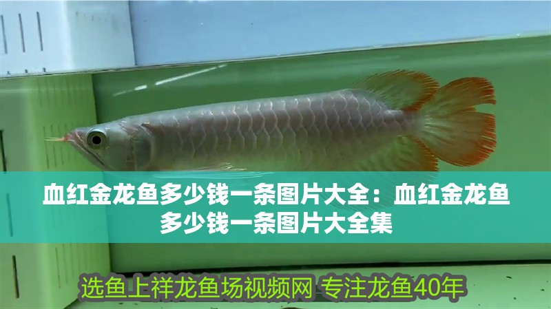 血紅金龍魚多少錢一條圖片大全：血紅金龍魚多少錢一條圖片大全集