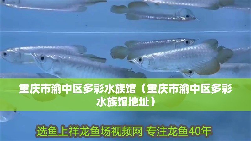 重慶市渝中區多彩水族館（重慶市渝中區多彩水族館地址）