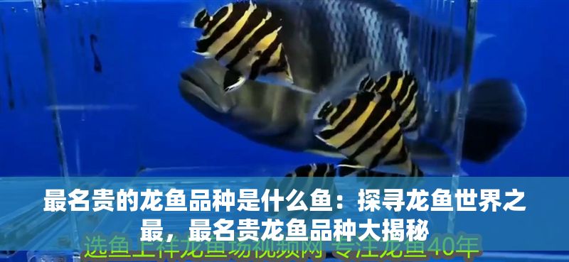 最名貴的龍魚品種是什么魚：探尋龍魚世界之最，最名貴龍魚品種大揭秘