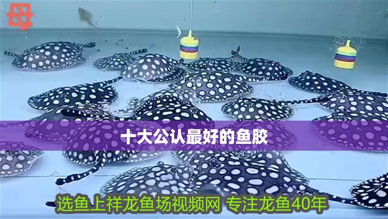 十大公認最好的魚膠