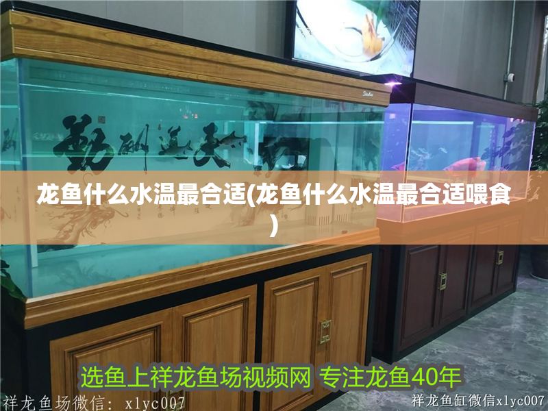 龍魚什么水溫最合適(龍魚什么水溫最合適喂食) 金龍魚百科 第1張 龍魚什么水溫最合適(龍魚什么水溫最合適喂食) 龍魚什么水溫最合適(龍魚什么水溫最合適喂食) 金龍魚百科 第1張
