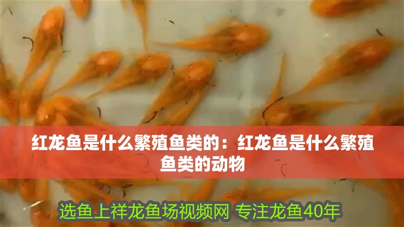 紅龍魚是什么繁殖魚類的：紅龍魚是什么繁殖魚類的動物