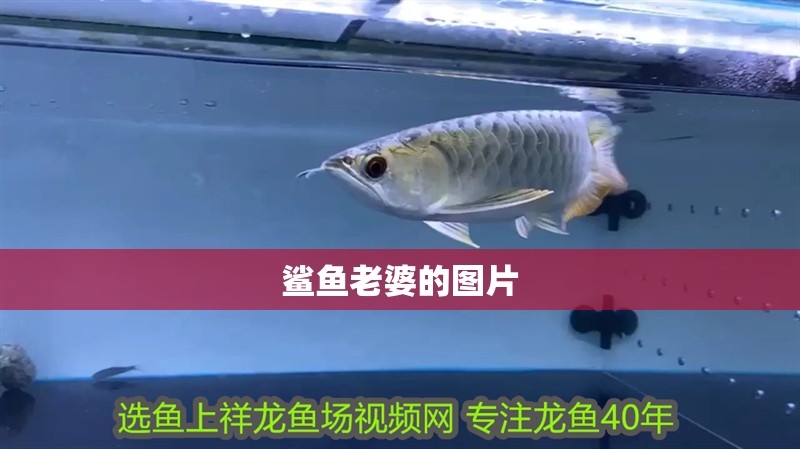 鯊魚老婆的圖片
