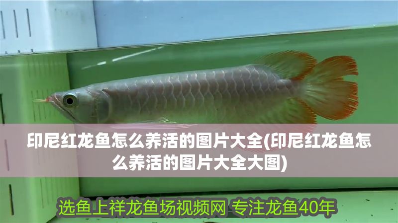 印尼紅龍魚怎么養活的圖片大全(印尼紅龍魚怎么養活的圖片大全大圖) 印尼紅龍魚怎么養活的圖片大全(印尼紅龍魚怎么養活的圖片大全大圖) 紅龍魚百科 第1張