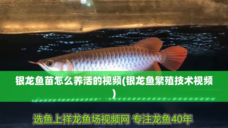 銀龍魚苗怎么養活的視頻(銀龍魚繁殖技術視頻)