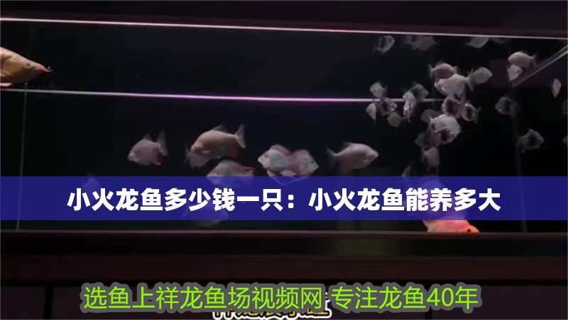 小火龍魚多少錢一只：小火龍魚能養(yǎng)多大
