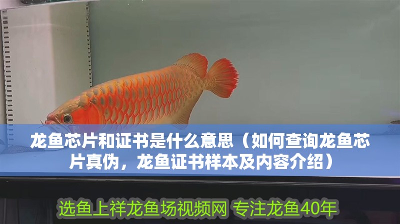 龍魚芯片和證書是什么意思（如何查詢龍魚芯片真偽，龍魚證書樣本及內容介紹）