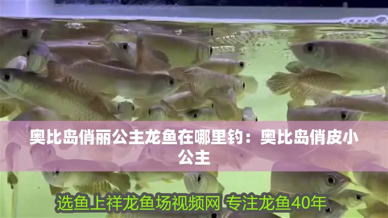 奧比島俏麗公主龍魚(yú)在哪里釣：奧比島俏皮小公主