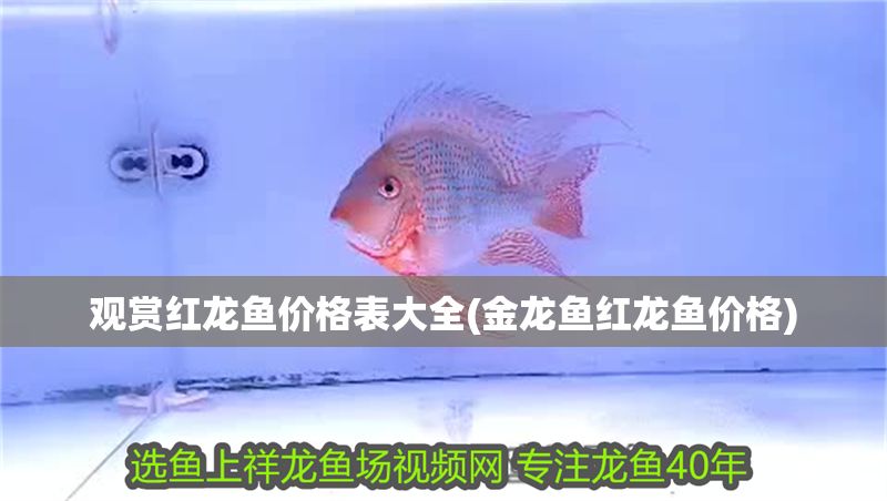 觀賞紅龍魚價格表大全(金龍魚紅龍魚價格)