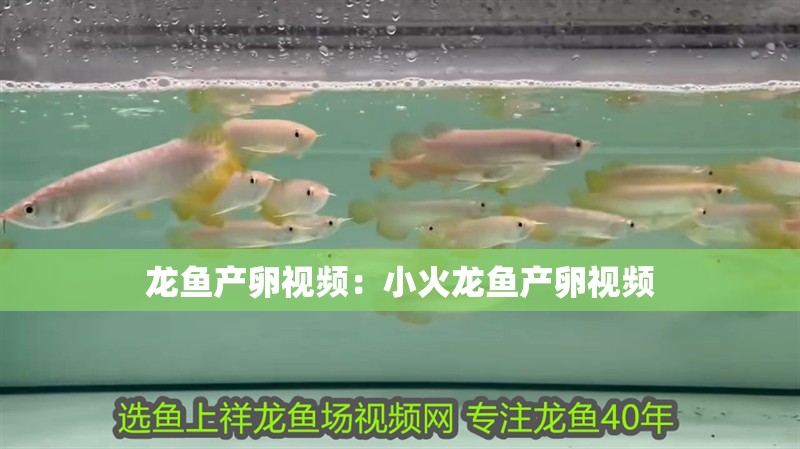 魚缸用增氧泵價(jià)格是多少:魚缸增氧機(jī)-xtrac增氧機(jī)-xtrac增氧機(jī) 龍魚產(chǎn)卵視頻:小火龍魚產(chǎn)卵視頻 水族問答 龍魚產(chǎn)卵視頻:小火龍魚產(chǎn)卵視頻 龍魚產(chǎn)卵視頻:小火龍魚產(chǎn)卵視頻 水族問答