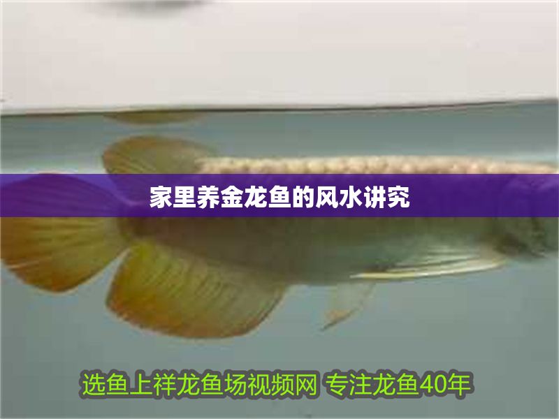 家里養金龍魚的風水講究 家里養金龍魚的風水講究 龍魚百科 第2張