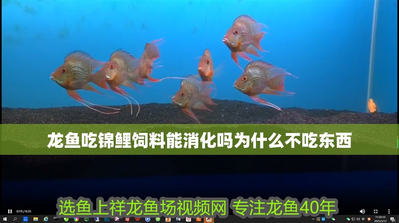 龍魚吃錦鯉飼料能消化嗎為什么不吃東西 龍魚吃錦鯉飼料能消化嗎為什么不吃東西 龍魚百科 第2張