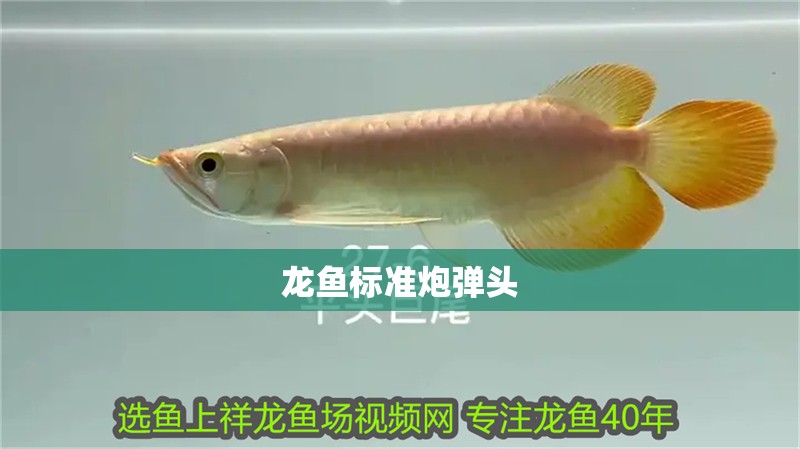龍魚標準炮彈頭