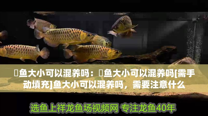 魟魚大小可以混養(yǎng)嗎：魟魚大小可以混養(yǎng)嗎[需手動(dòng)填充]魚大小可以混養(yǎng)嗎，需要注意什么 魟魚大小可以混養(yǎng)嗎：魟魚大小可以混養(yǎng)嗎[需手動(dòng)填充]魚大小可以混養(yǎng)嗎，需要注意什么 魟魚百科 第2張