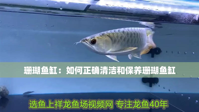 珊瑚魚(yú)缸：如何正確清潔和保養(yǎng)珊瑚魚(yú)缸