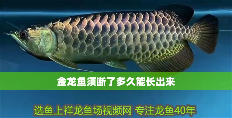 金龍魚須斷了多久能長出來