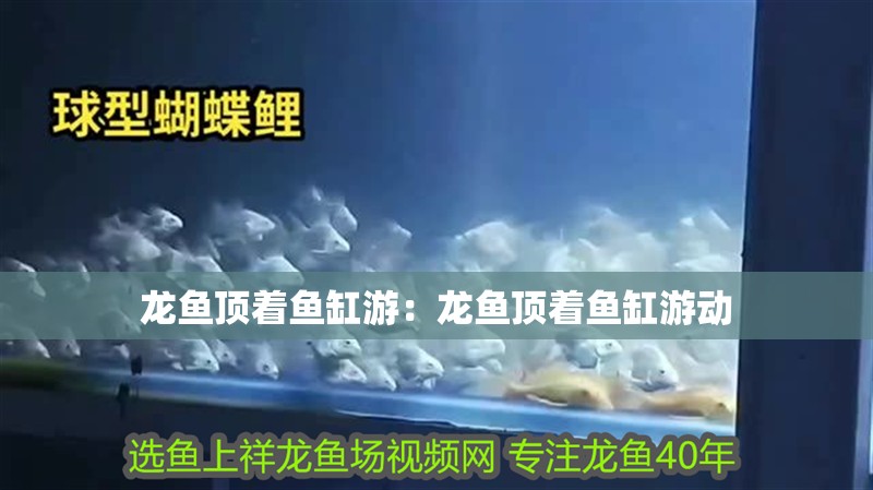 龍魚頂著魚缸游:龍魚頂著魚缸游動 水族問答 龍魚頂著魚缸游:龍魚頂著魚缸游動 龍魚頂著魚缸游:龍魚頂著魚缸游動 水族問答