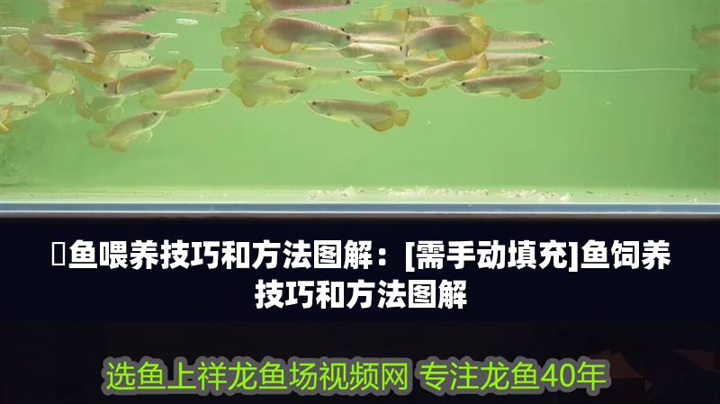 魟魚喂養技巧和方法圖解：[需手動填充]魚飼養技巧和方法圖解
