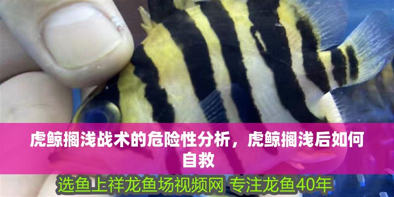 虎鯨擱淺戰術的危險性分析，虎鯨擱淺后如何自救
