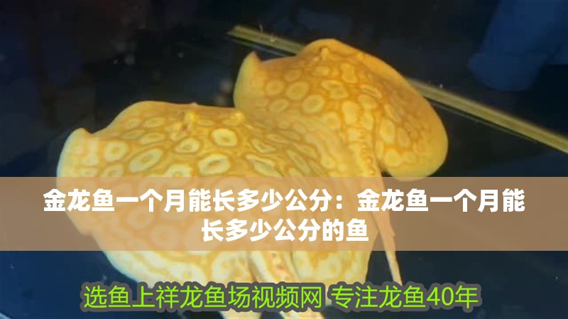 金龍魚一個月能長多少公分：金龍魚一個月能長多少公分的魚