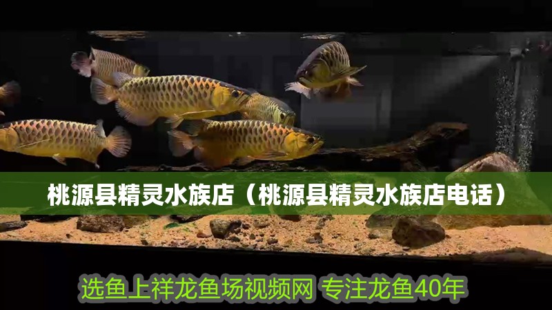 桃源縣精靈水族店（桃源縣精靈水族店電話） 桃源縣精靈水族店（桃源縣精靈水族店電話） 全國水族館企業(yè)名錄 第1張