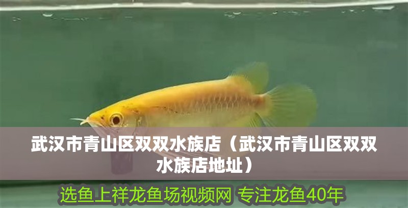 武漢市青山區雙雙水族店（武漢市青山區雙雙水族店地址）