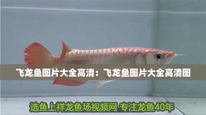 飛龍魚圖片大全高清:飛龍魚圖片大全高清圖 水族問答 飛龍魚圖片大全高清:飛龍魚圖片大全高清圖 飛龍魚圖片大全高清:飛龍魚圖片大全高清圖 水族問答
