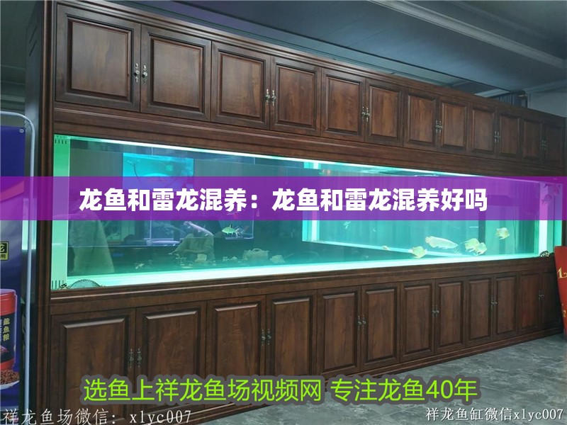 龍魚和雷龍混養(yǎng)：龍魚和雷龍混養(yǎng)好嗎