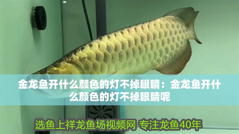 金龍魚開什么顏色的燈不掉眼睛：金龍魚開什么顏色的燈不掉眼睛呢