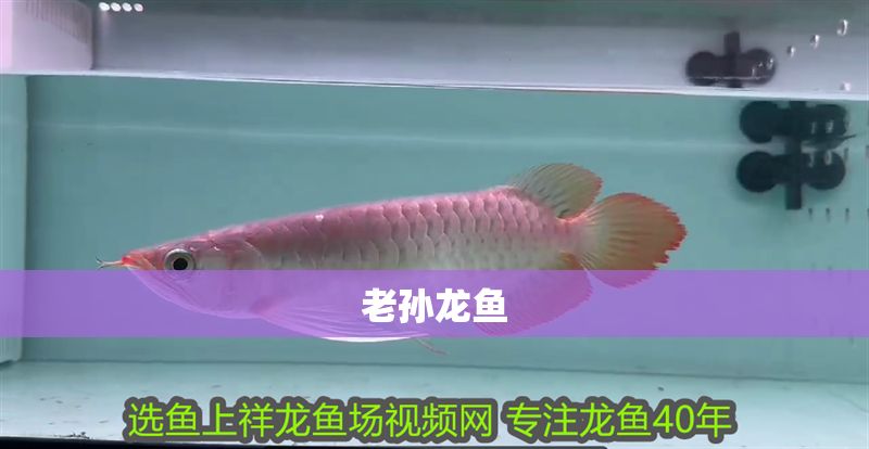 老孫龍魚 老孫龍魚 龍魚百科 第2張