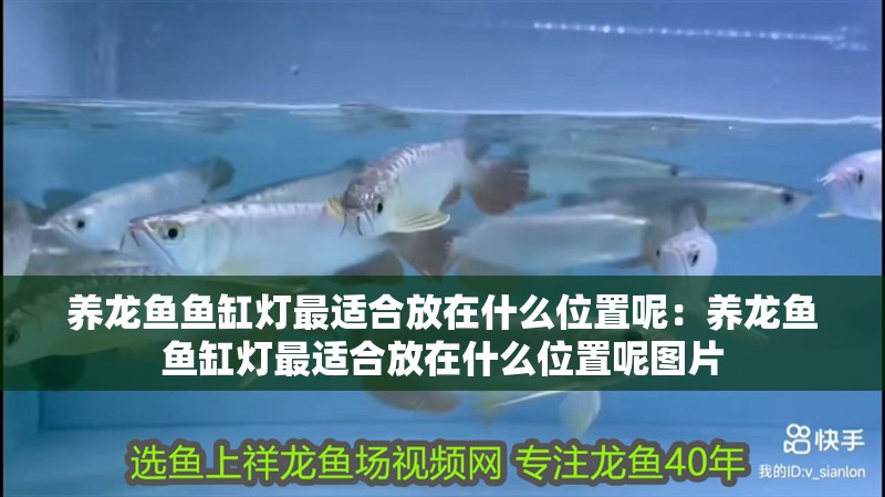養龍魚魚缸燈最適合放在什么位置呢：養龍魚魚缸燈最適合放在什么位置呢圖片