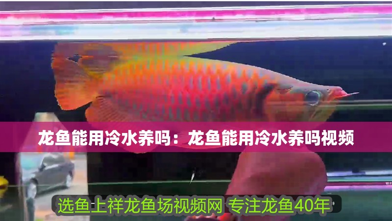 龍魚能用冷水養嗎:龍魚能用冷水養嗎視頻 水族問答 龍魚能用冷水養嗎:龍魚能用冷水養嗎視頻 龍魚能用冷水養嗎:龍魚能用冷水養嗎視頻 水族問答