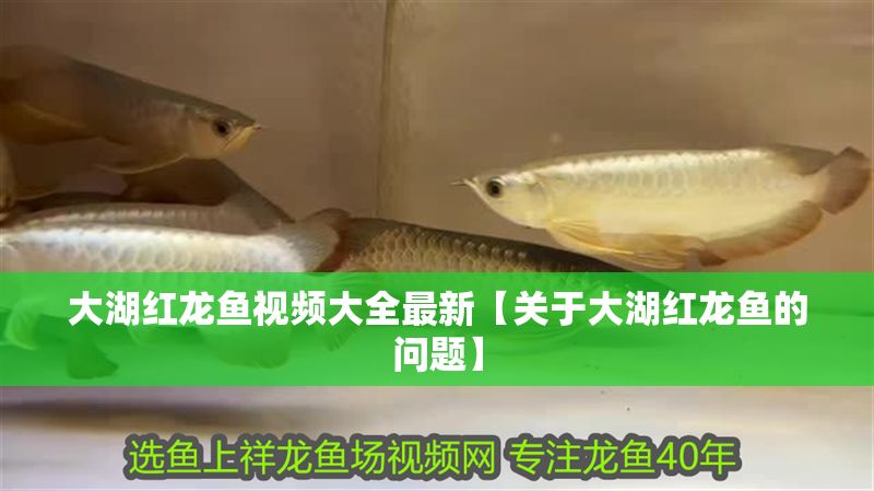 大湖紅龍魚視頻大全最新【關于大湖紅龍魚的問題】