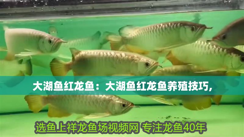 大湖魚紅龍魚：大湖魚紅龍魚養殖技巧,