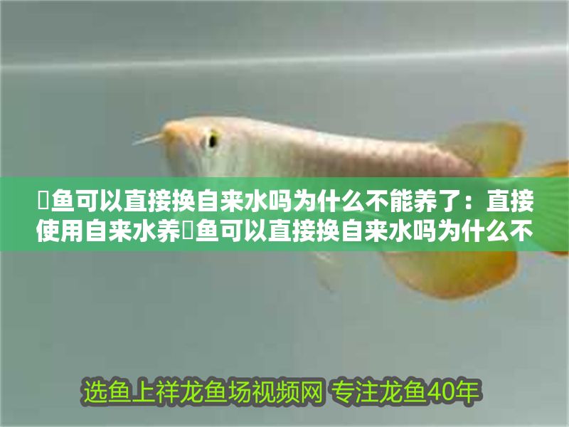魟魚可以直接換自來水嗎為什么不能養了：直接使用自來水養魟魚可以直接換自來水嗎為什么不能養了