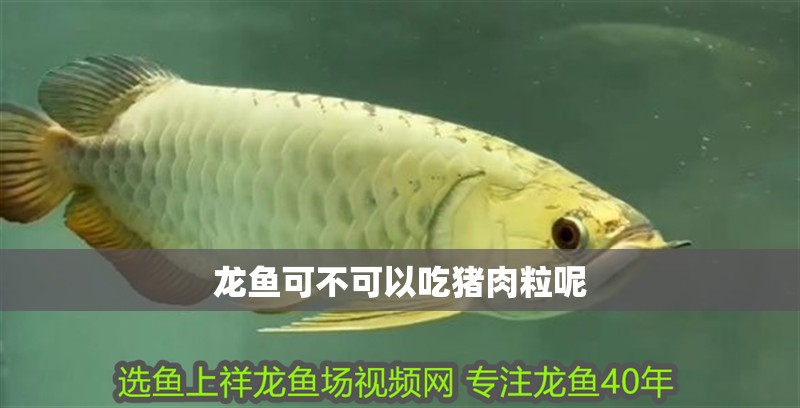 龍魚可不可以吃豬肉粒呢 龍魚百科 第2張 龍魚可不可以吃豬肉粒呢 龍魚可不可以吃豬肉粒呢 龍魚百科 第2張