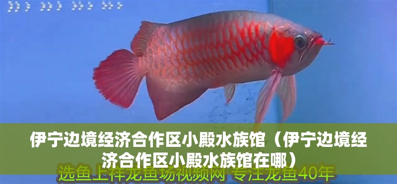 伊寧邊境經濟合作區小殿水族館（伊寧邊境經濟合作區小殿水族館在哪）