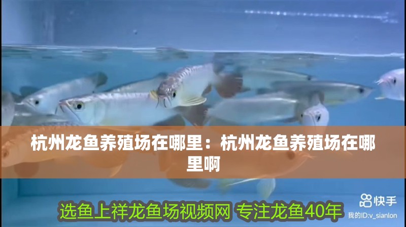 杭州龍魚養(yǎng)殖場在哪里：杭州龍魚養(yǎng)殖場在哪里啊