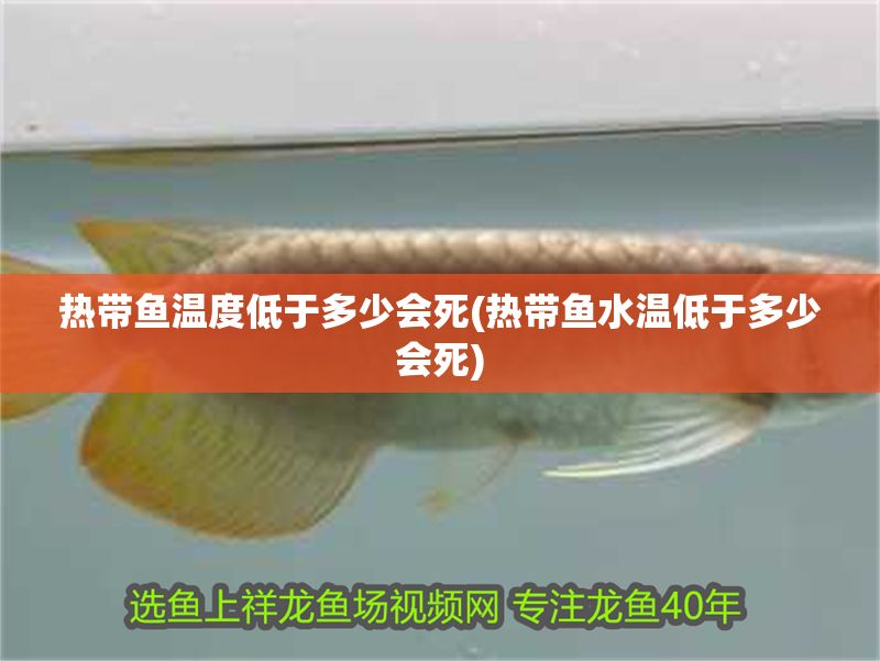 熱帶魚溫度低于多少會死(熱帶魚水溫低于多少會死)