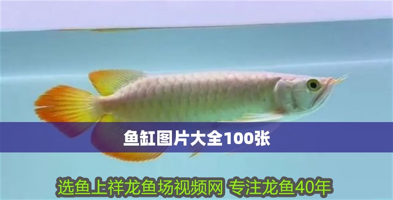 魚(yú)缸圖片大全100張