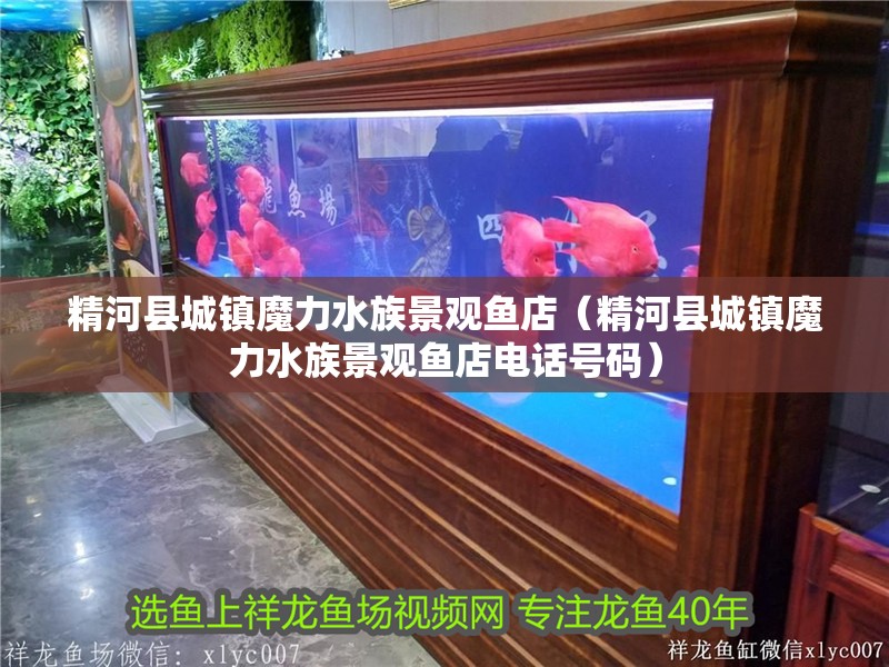 精河縣城鎮魔力水族景觀魚店（精河縣城鎮魔力水族景觀魚店電話號碼）