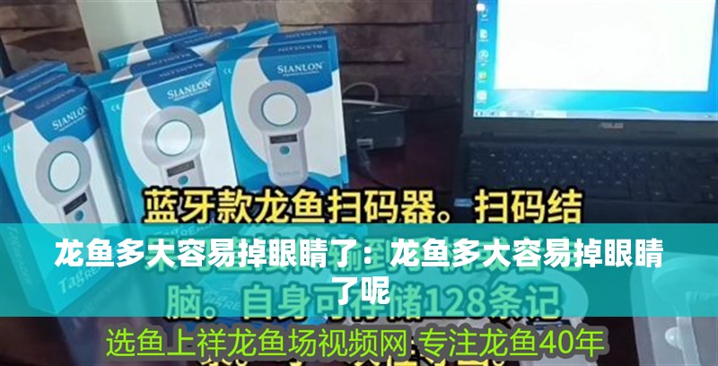 龍魚多大容易掉眼睛了:龍魚多大容易掉眼睛了呢 水族問答 龍魚多大容易掉眼睛了:龍魚多大容易掉眼睛了呢 龍魚多大容易掉眼睛了:龍魚多大容易掉眼睛了呢 水族問答