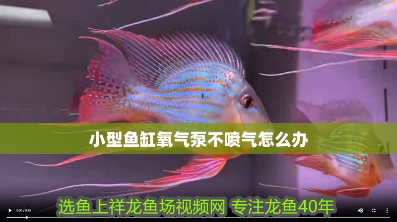 小型魚缸氧氣泵不噴氣怎么辦 錦鯉魚百科 第2張 小型魚缸氧氣泵不噴氣怎么辦 小型魚缸氧氣泵不噴氣怎么辦 錦鯉魚百科 第2張