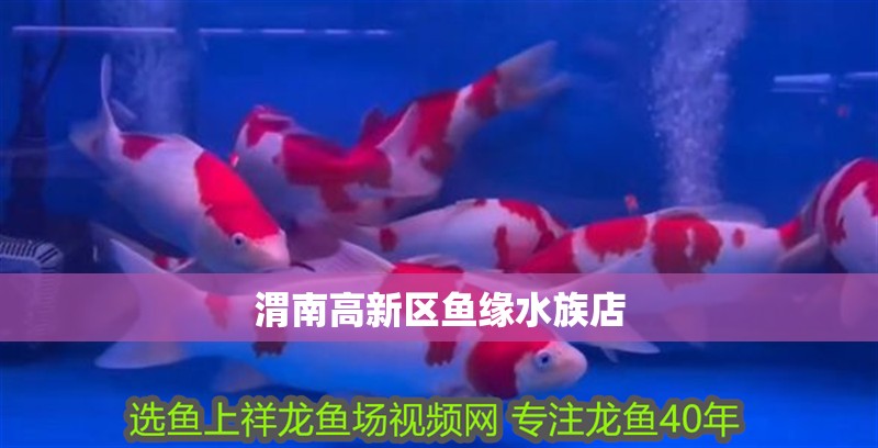 渭南高新區魚緣水族店