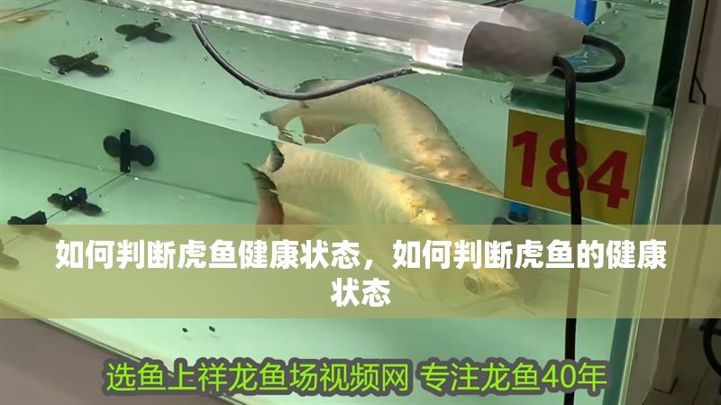 如何判斷虎魚健康狀態，如何判斷虎魚的健康狀態