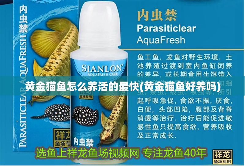 黃金貓魚怎么養活的最快(黃金貓魚好養嗎)
